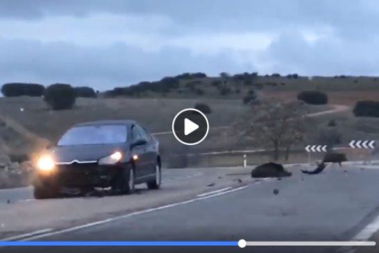 Espectacular accidente de trafico provocado por jabalíes