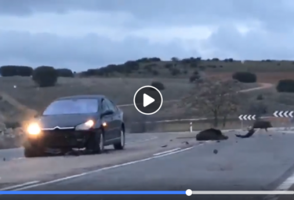 Espectacular accidente de trafico provocado por jabalíes