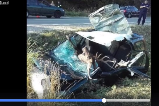 Grave accidente de trafico con un venado (+vídeo)