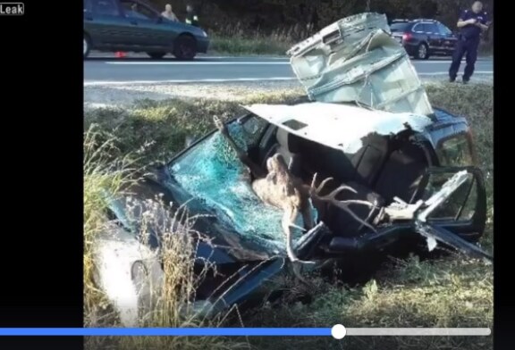 Grave accidente de trafico con un venado (+vídeo)