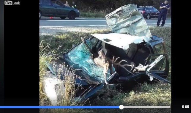 Grave accidente de trafico con un venado (+vídeo)