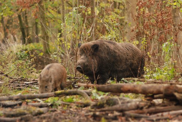 La caza es insuficiente para controlar las poblaciones de jabalís ante la amenaza de la peste porcina