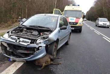 Solo en Cataluña los jabalís causan unos 2.000 accidentes al año