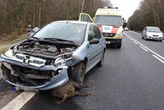 Solo en Cataluña los jabalís causan unos 2.000 accidentes al año