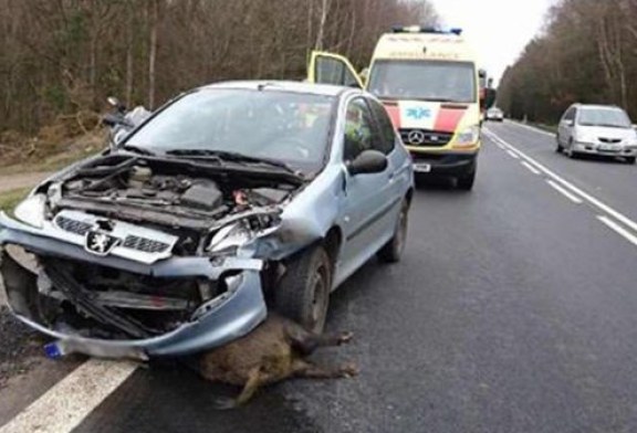 Solo en Cataluña los jabalís causan unos 2.000 accidentes al año