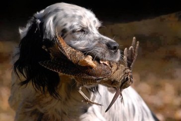 Grupos ecologistas presionan a la Diputación de Gipuzkoa para reducir días de caza de la becada