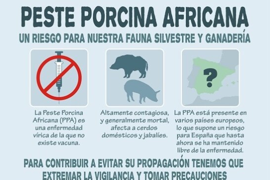 Historia de la Peste Porcina Africana desde su aparición en 1921