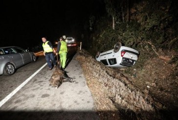 Los jabalíes causan casi 800 accidentes de tráfico en Madrid