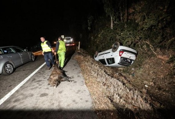 Los jabalíes causan casi 800 accidentes de tráfico en Madrid