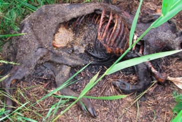 Peste Porcina. Francia marca zonas donde acabará con todos los jabalíes