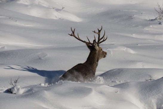 Predicar con el ejemplo. Cazadores ayudarán a la fauna silvestre durante la ola de frío