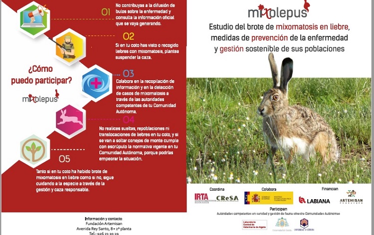 MIXOlepus: Buscando soluciones a la mixomatosis en la liebre