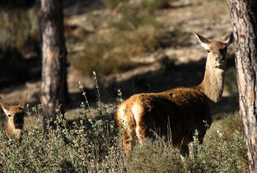 Profesionales franceses visitan España para conocer su Carne Silvestre