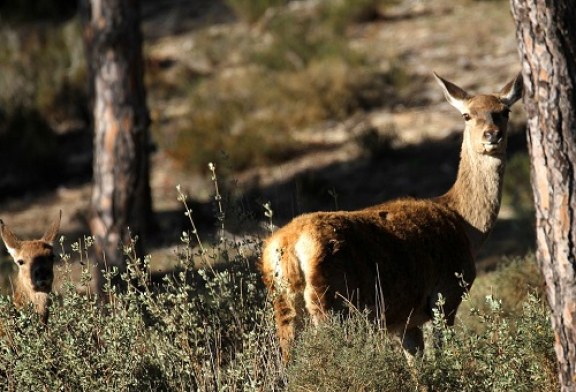 Profesionales franceses visitan España para conocer su Carne Silvestre