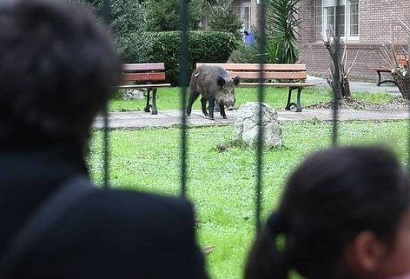 Un jabalí se pasea por Erandio y acaba en su instituto (+vídeo)