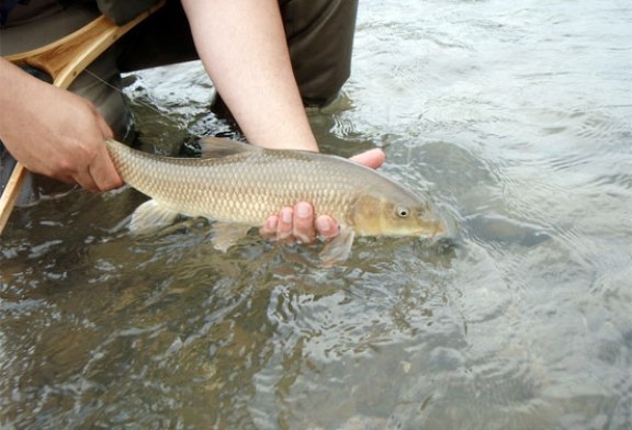 Cinco cebos esenciales para la pesca del barbo en primavera (+vídeo)