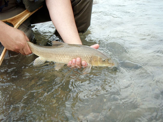 Cinco cebos esenciales para la pesca del barbo en primavera (+vídeo)