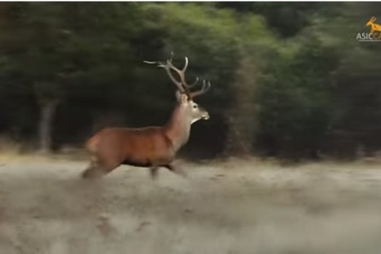 ASICCAZA lanza un video que difunde el trabajo de la entidad y apuesta por fomentar el consumo de carne silvestre