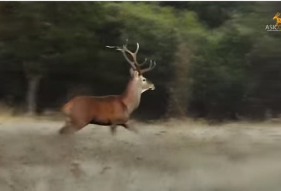 ASICCAZA lanza un video que difunde el trabajo de la entidad y apuesta por fomentar el consumo de carne silvestre