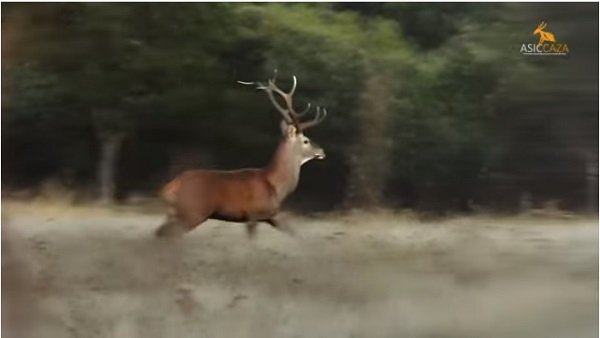 ASICCAZA lanza un video que difunde el trabajo de la entidad y apuesta por fomentar el consumo de carne silvestre