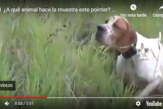 ¿A qué animal hace la muestra este pointer? No te pierdas el vídeo