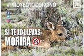 Campaña Proyecto Corcino 2019 de la Asociación del corzo Español ACE