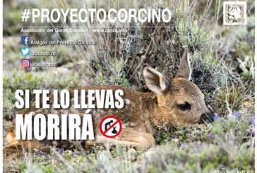 Campaña Proyecto Corcino 2019 de la Asociación del corzo Español ACE