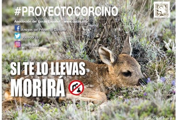 Campaña Proyecto Corcino 2019 de la Asociación del corzo Español ACE