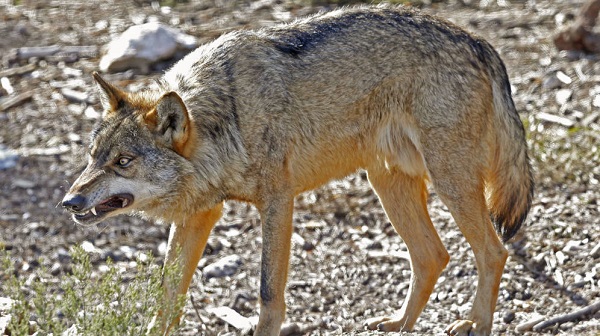 Charla sobre el lobo en Euskadi organizada por ENBA