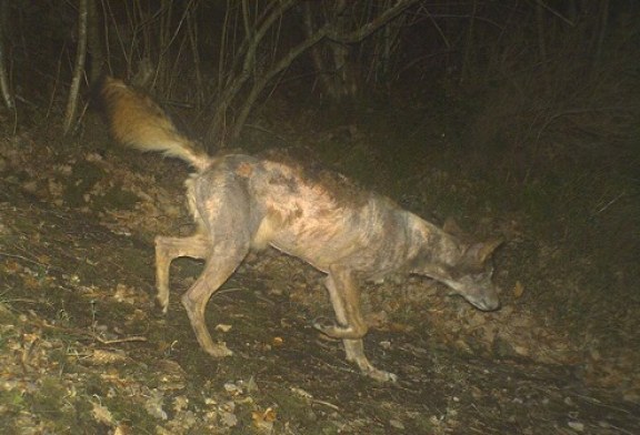 La sarna contagia y mata a los lobos