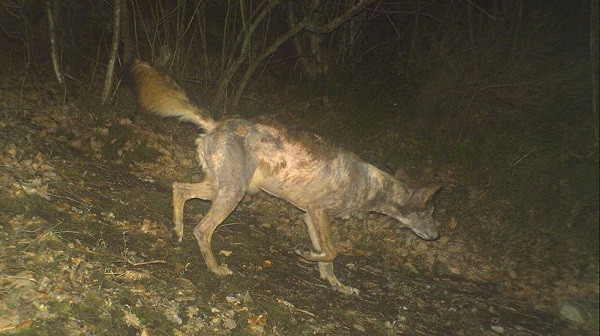 La sarna contagia y mata a los lobos