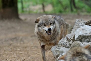 El Tribunal Superior avala las acciones de control de población del lobo en Cantabria