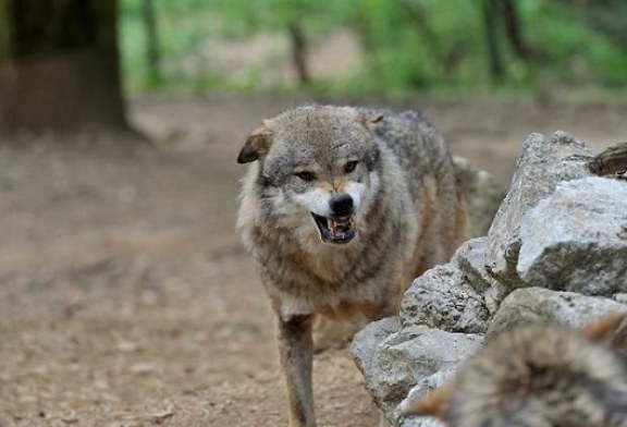 El Tribunal Superior avala las acciones de control de población del lobo en Cantabria