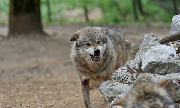 El Tribunal Superior avala las acciones de control de población del lobo en Cantabria
