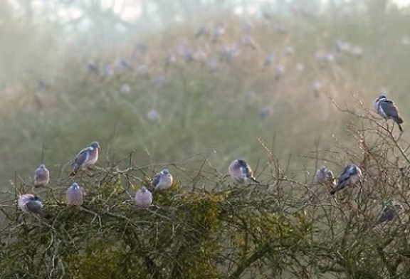 Fundación Artemisan defiende ante la UE la modificación de los periodos hábiles de veda de aves migratorias en España