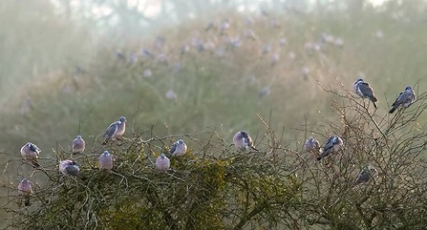 Fundación Artemisan defiende ante la UE la modificación de los periodos hábiles de veda de aves migratorias en España