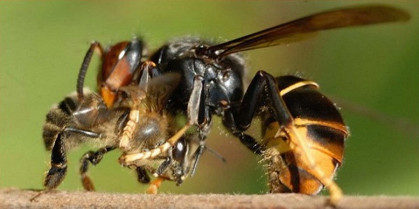 Más sobre la vespa velutina o avispa asiática