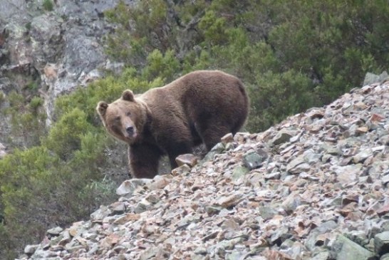 Ganaderos de los Pirineos se movilizarán en L’Aínsa para exigir la retirada de los osos