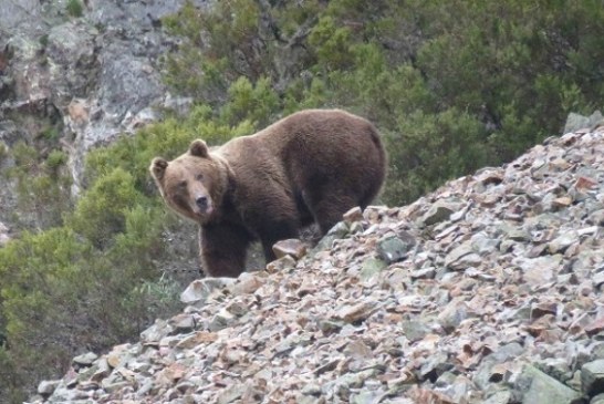 Ganaderos de los Pirineos se movilizarán en L’Aínsa para exigir la retirada de los osos