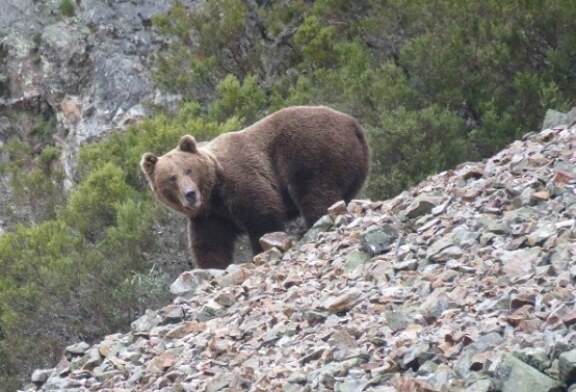 Ganaderos de los Pirineos se movilizarán en L’Aínsa para exigir la retirada de los osos