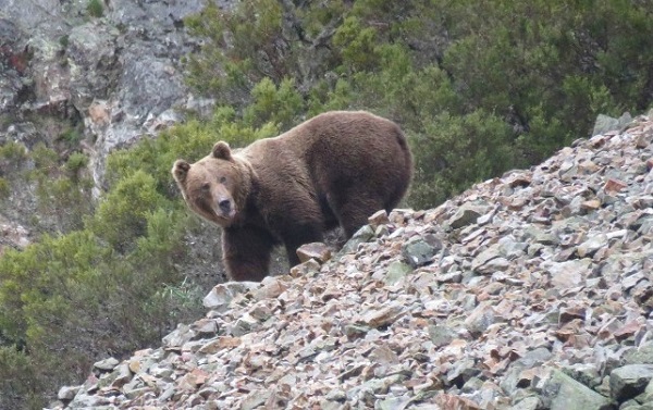 Oso pardo. Detectado primer ejemplar «en siglos» en Portugal