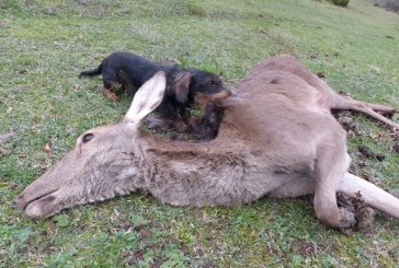 Los perros de sangre son fundamentales en la recuperación de piezas de caza mayor heridas