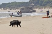 Emergencia sanitaria en Andalucía por el exceso de jabalíes