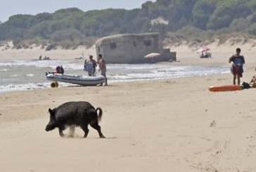 Emergencia sanitaria en Andalucía por el exceso de jabalíes