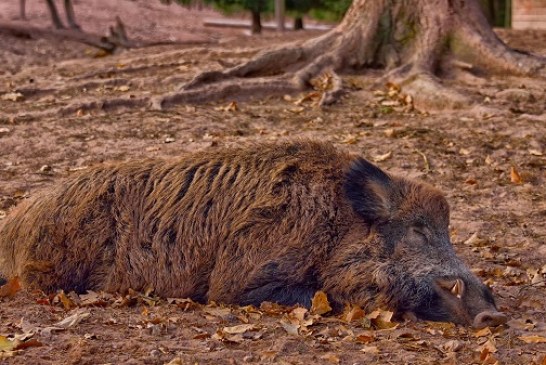 La RFEC y el MAPA continúan trabajando contra las enfermedades que afectan a la fauna