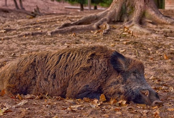 La RFEC y el MAPA continúan trabajando contra las enfermedades que afectan a la fauna