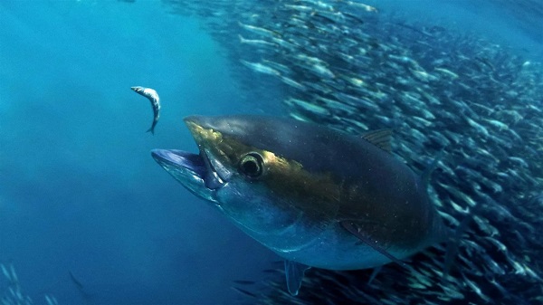 Hoy se declara el cierre precautorio del atún patudo en el Atlántico