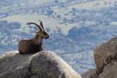 Pese a los recursos de PACMA se volverá a cazar la Cabra Montes en la Sierra de Guadarrama