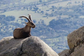 Las reservas de caza de cabra montés, un pilar ambiental, económico y social para el entorno