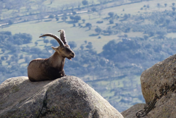 Pese a los recursos de PACMA se volverá a cazar la Cabra Montes en la Sierra de Guadarrama